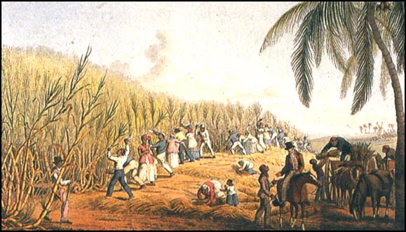 Image result for haiti sugar plantations