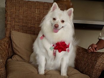 English: American Eskimo Dog with Red Nose/Imp...