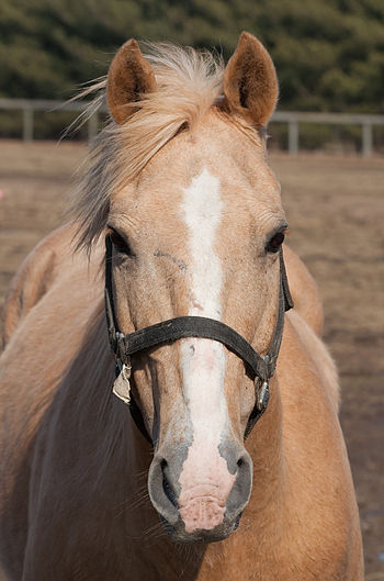 English: A horse (Equus caballus), taken in Ur...