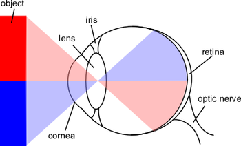 English: Diagram of the eye that I made with s...