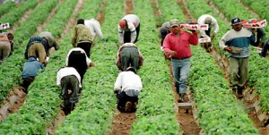 Migrant Farm Workers Are the Backbone of the Agricultural Industry