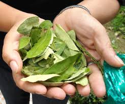 Cultural patrimony and a sacred plant