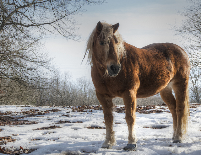 Nothing Better Than a Strong Horse