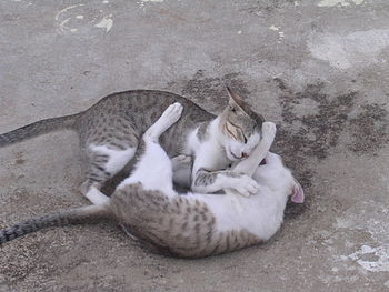 English: Cat Play-fight