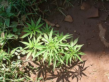 English: Marijuana Plant being grown in an int...