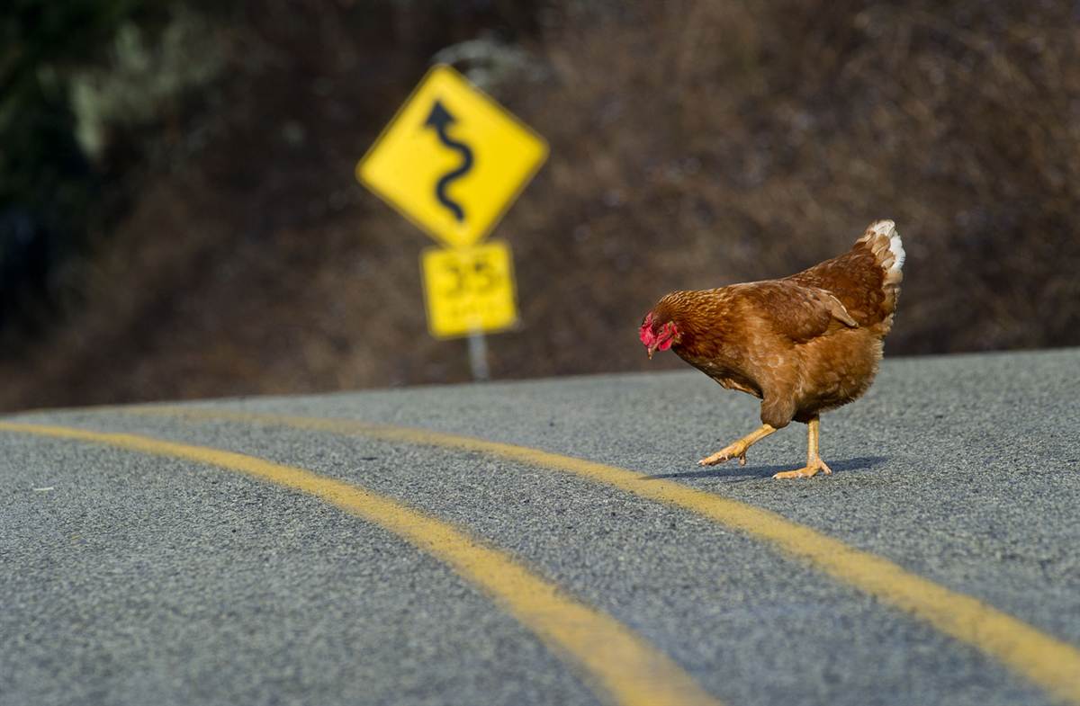 The chicken. Курица бежит. Петух бежит. Петух убегает. Курица убегает.