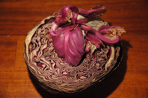Photo of red cabbage