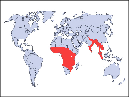 Image result for map in africa of where sumatran elephants live