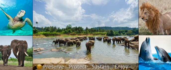 Elephant Population Decreasing Rapidly