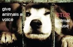 Their Fight is Our Fight: Animal Cruelty