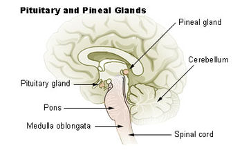 Pituitary and pineal glands