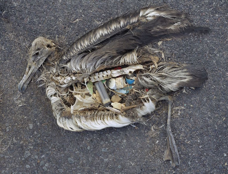 The-Plastic-Impact-on-Birds