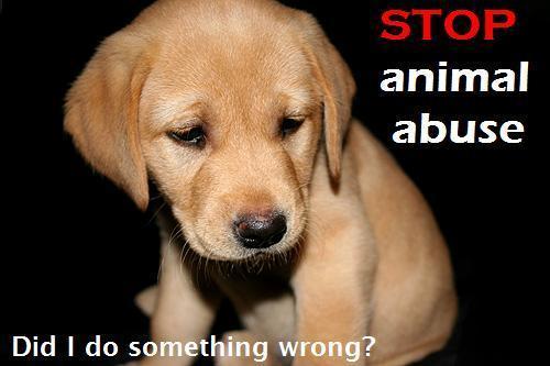 stop violence against animals.