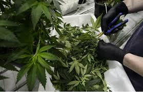 Marijuana legalization; pros and cons