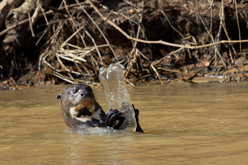 Stop littering your killing the enviroment!