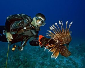 ACC_lionfish_2_504804a