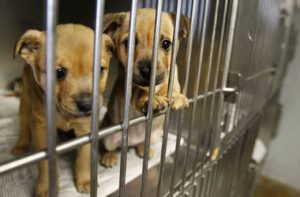 The Importance of Animal shelters and Rescues in the U.S – Mountain