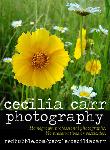 ceciliacarrphotography ad